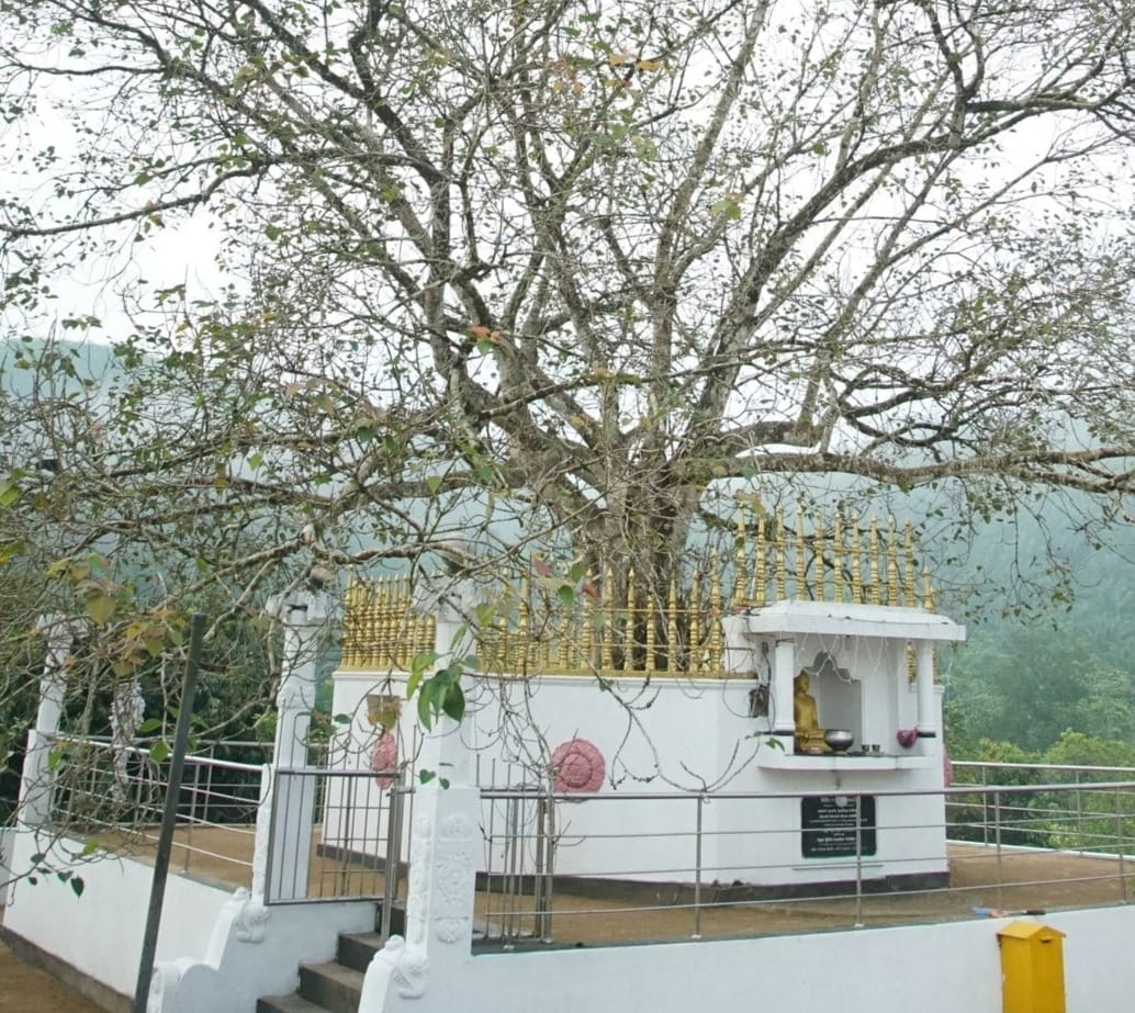 Sri Maha Bodhi